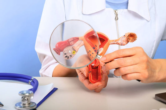 Modèle anatomique de l'utérus expliqué à la loupe pour montrer la réserve ovarienne