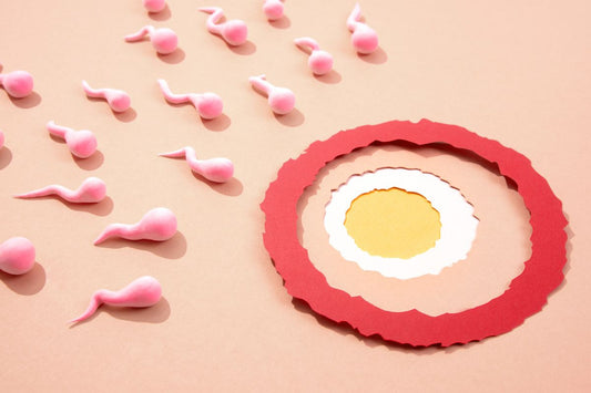 Illustration de spermatozoïdes et d'un ovule pour comprendre nidation et conception